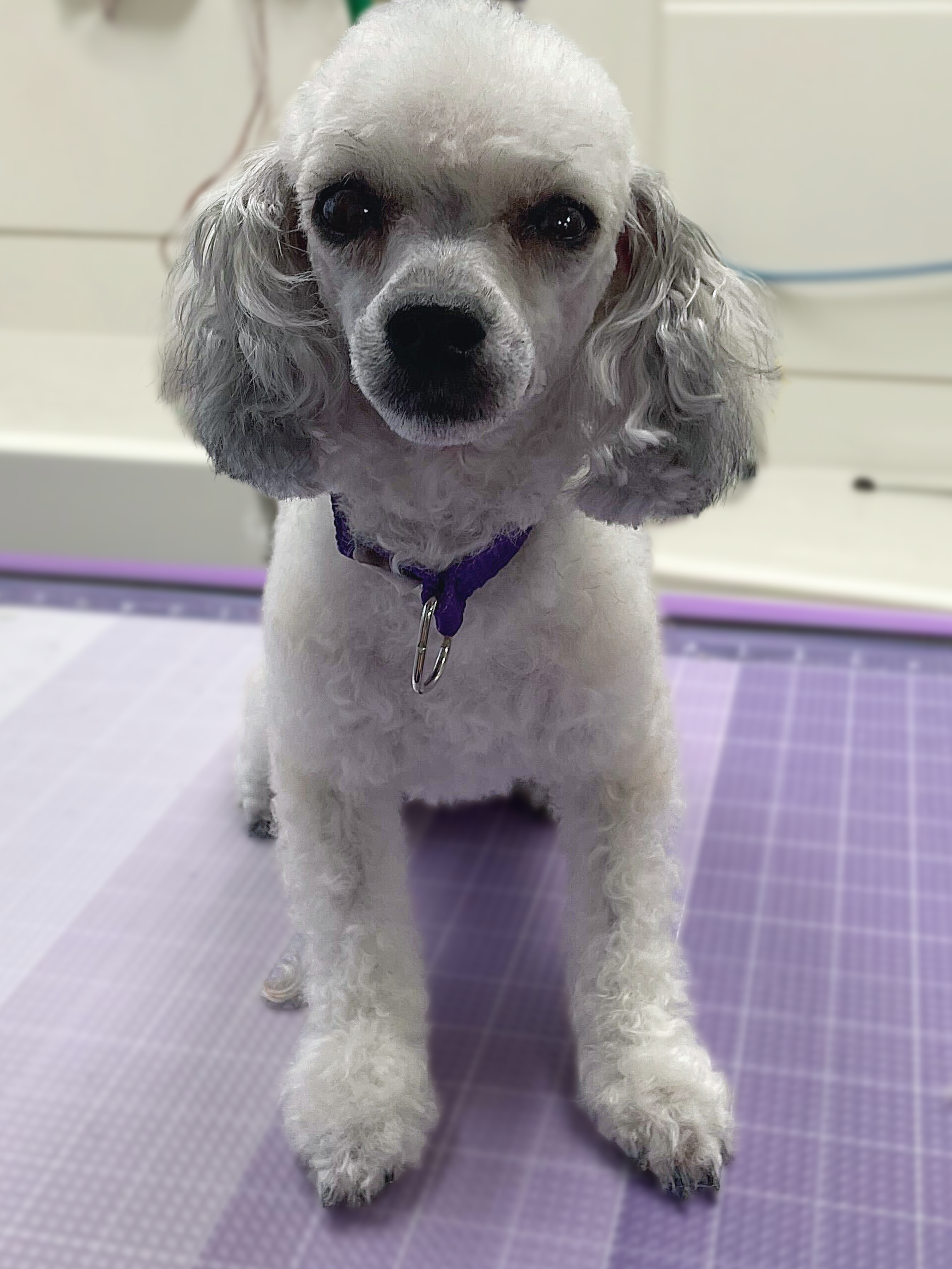 Bradford Pet Hospital Veterinary - dog sitting down
