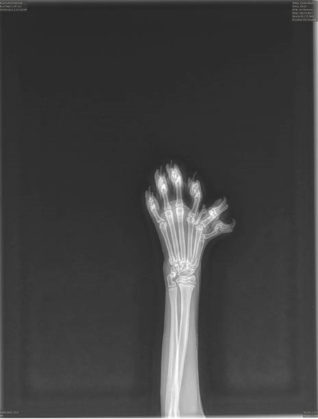 Bradford Pet Hospital Veterinary - dog xray