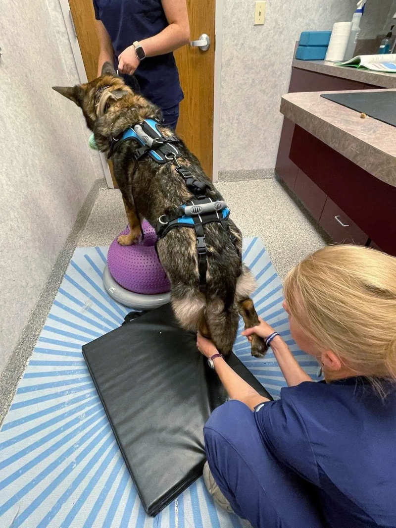 Bradford Pet Hospital - Dr.-Sarah-canine-rehab