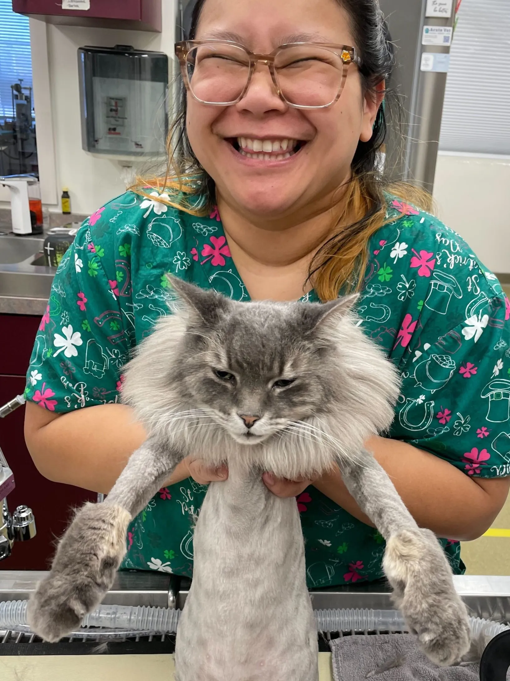Bradford Pet Hospital - Groomed Cat image