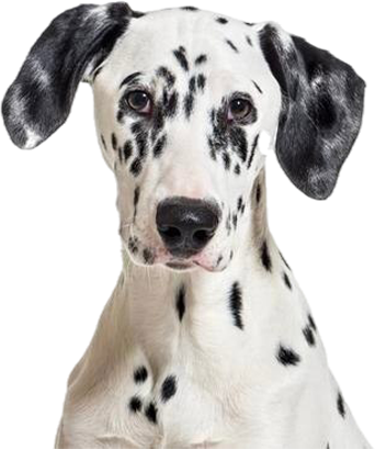 Bradford Pet Hospital Veterinary - Dalmatian dog