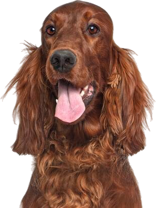 Bradford Pet Hospital Veterinary - Brown Image of Dog