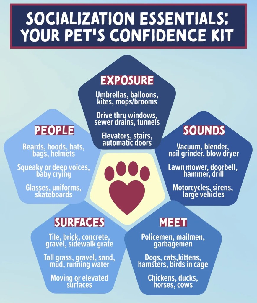Bradford Pet Hospital - socialization essentials 2