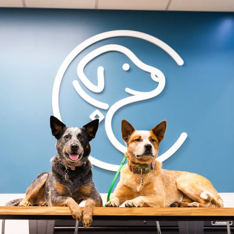 Bradford Pet Hospital - dogs