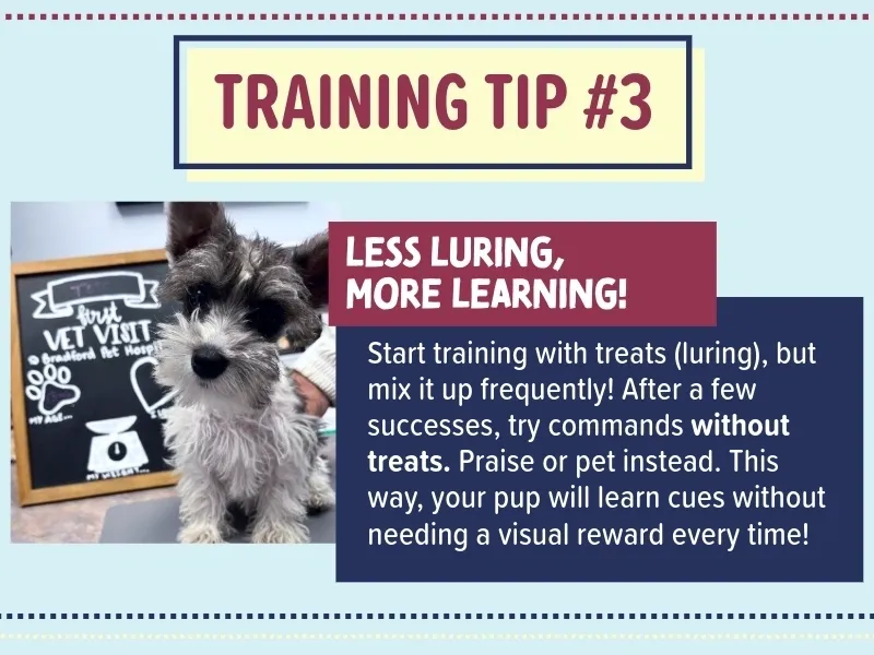 Bradford Pet Hospital - Training Tip 3
