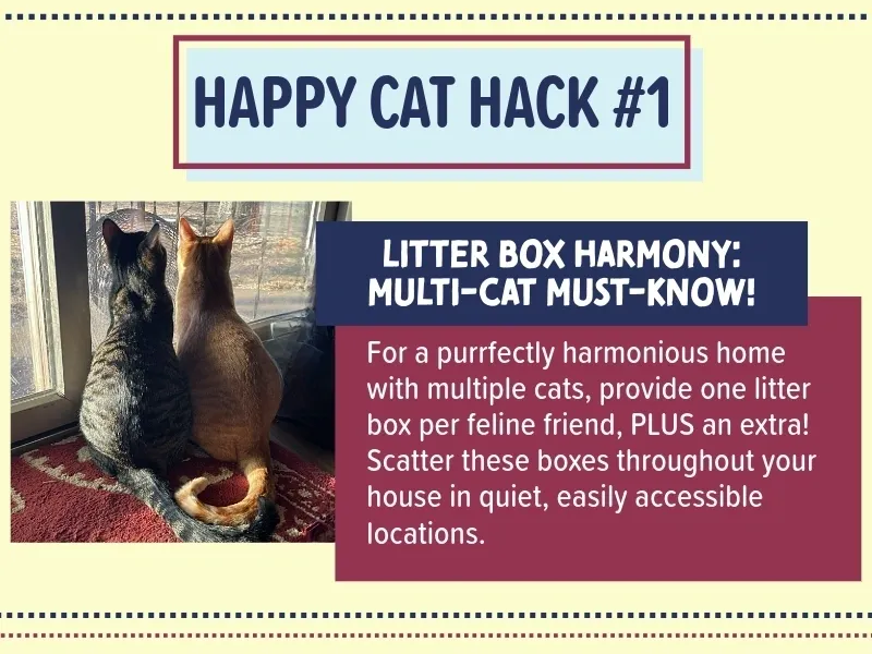 Bradford Pet Hospital - happy cat hack 1
