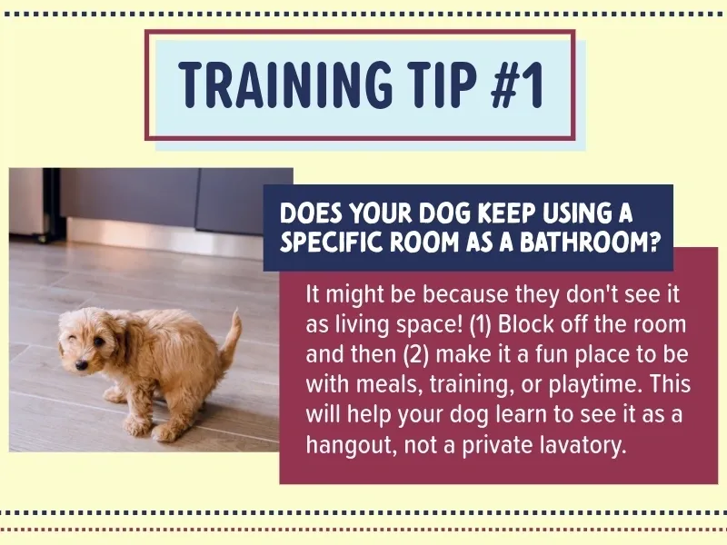 Bradford Pet Hospital - training tip 1