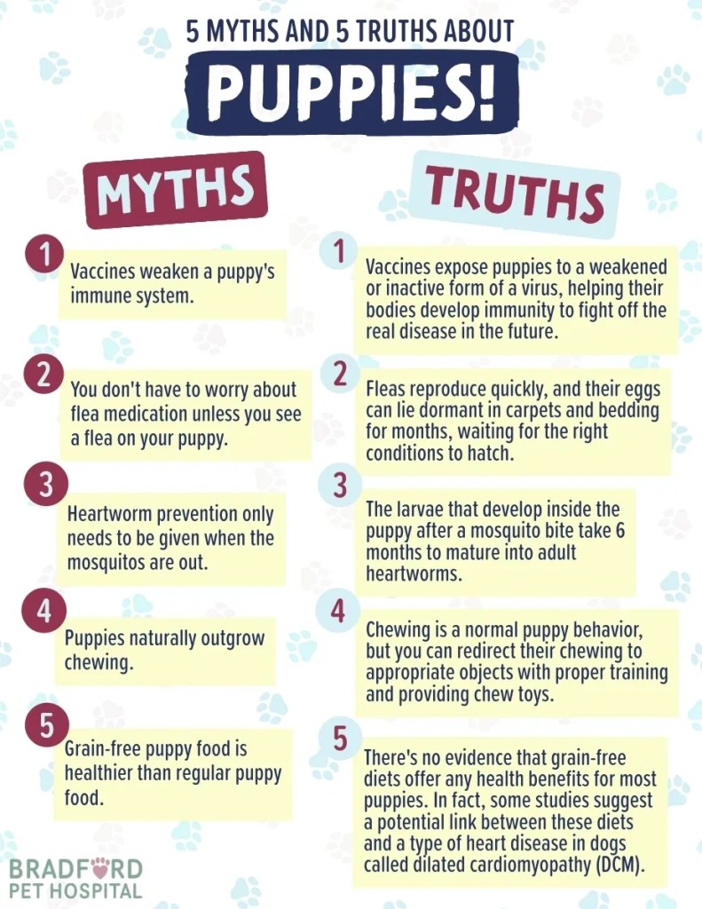 Bradford Pet Hospital - 5 myths and 5 truths about puppies
