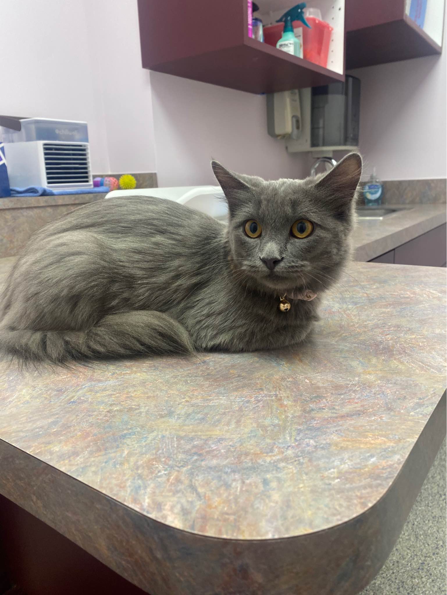 Bradford Pet Hospital - Cat staring