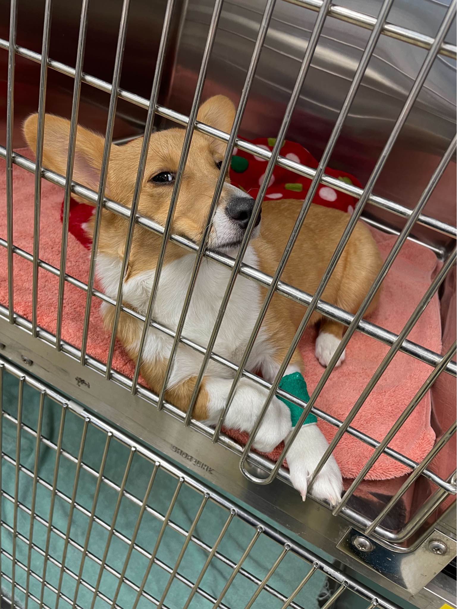 Bradford Pet Hospital - Dog in the cage