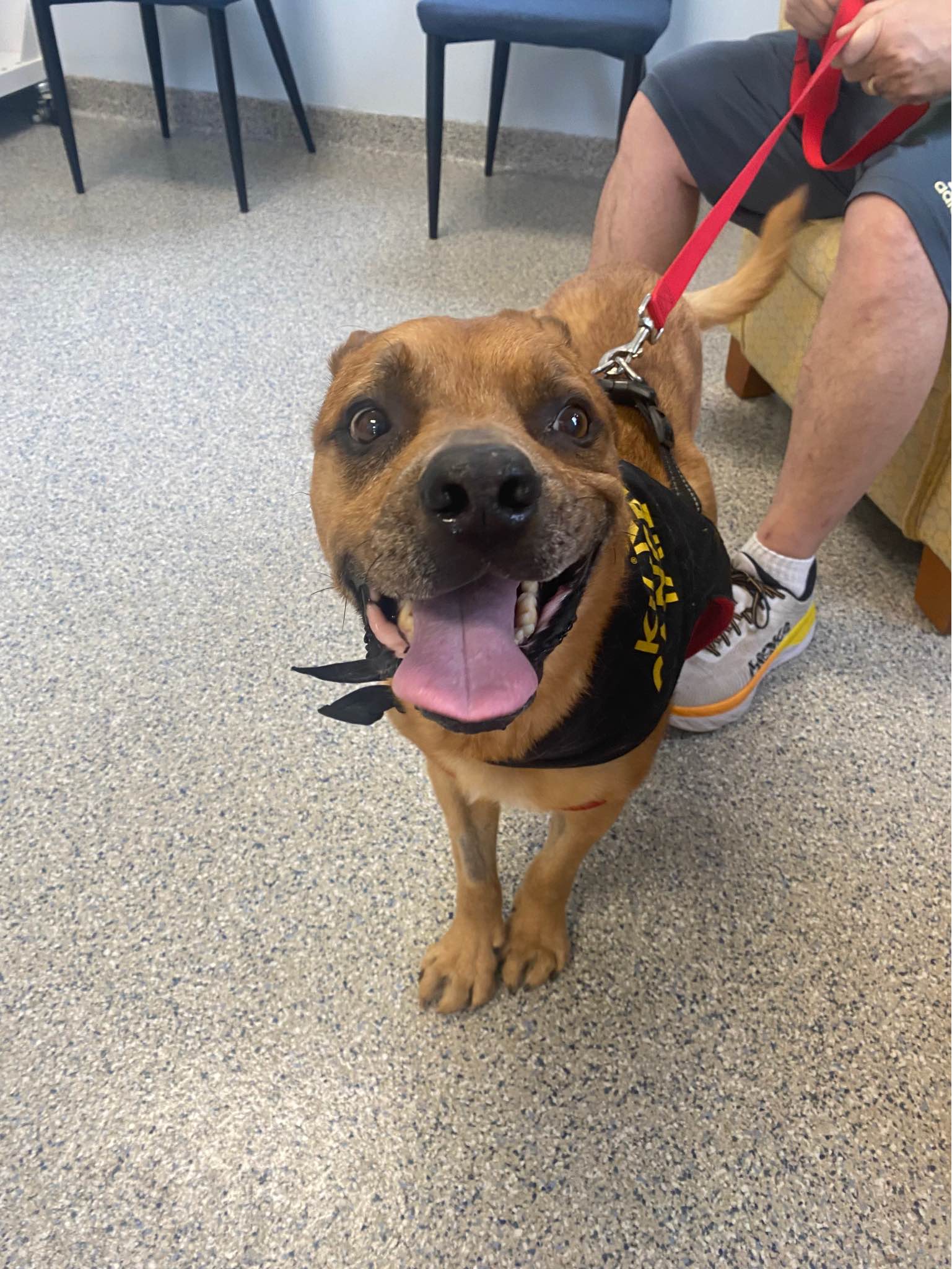 Bradford Pet Hospital - Dog with owner in leash