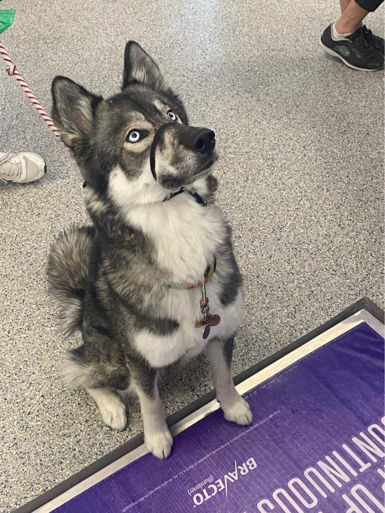 Bradford Pet Hospital - Husky dog