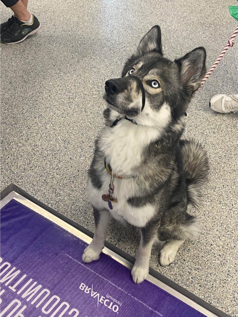 Bradford Pet Hospital - Husky dog