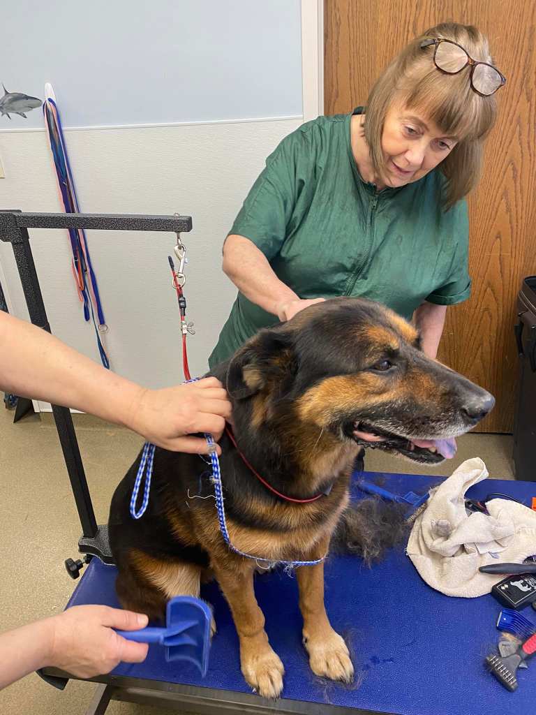 Bradford Pet Hospital - Pet dog with owner