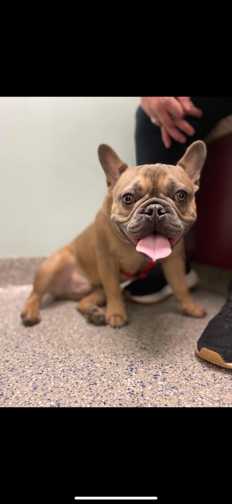 Bradford Pet Hospital - Dog showing tongue