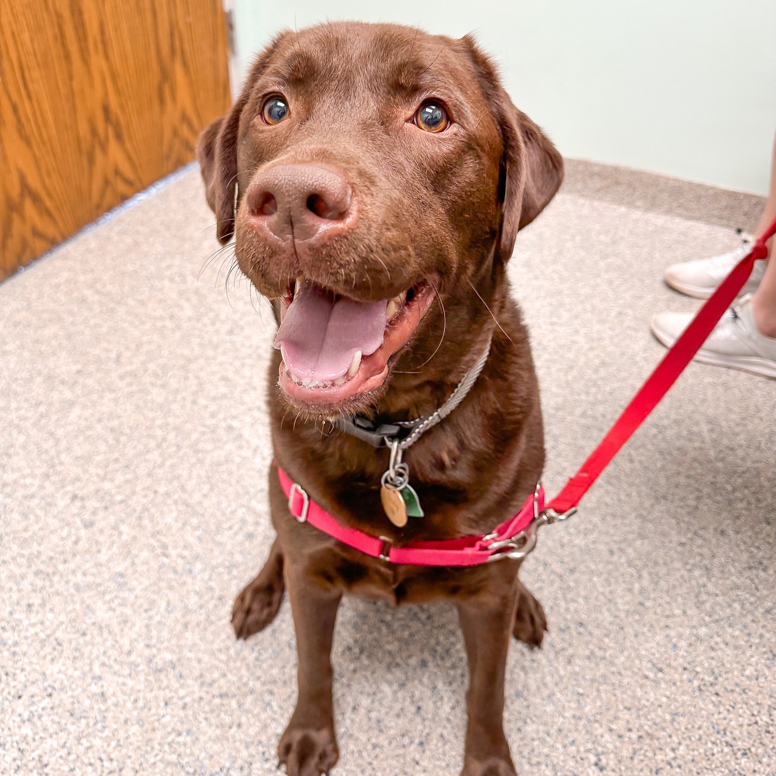 Bradford Pet Hospital - Dog with red leash