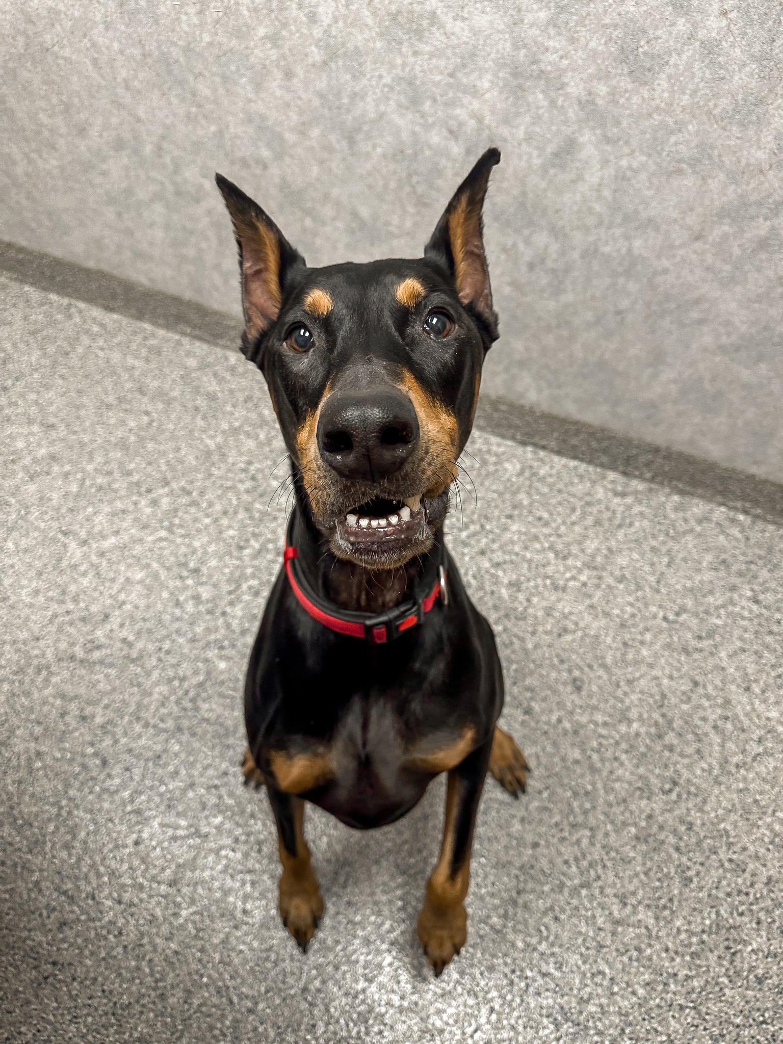 Bradford Pet Hospital - Pet dog sitting