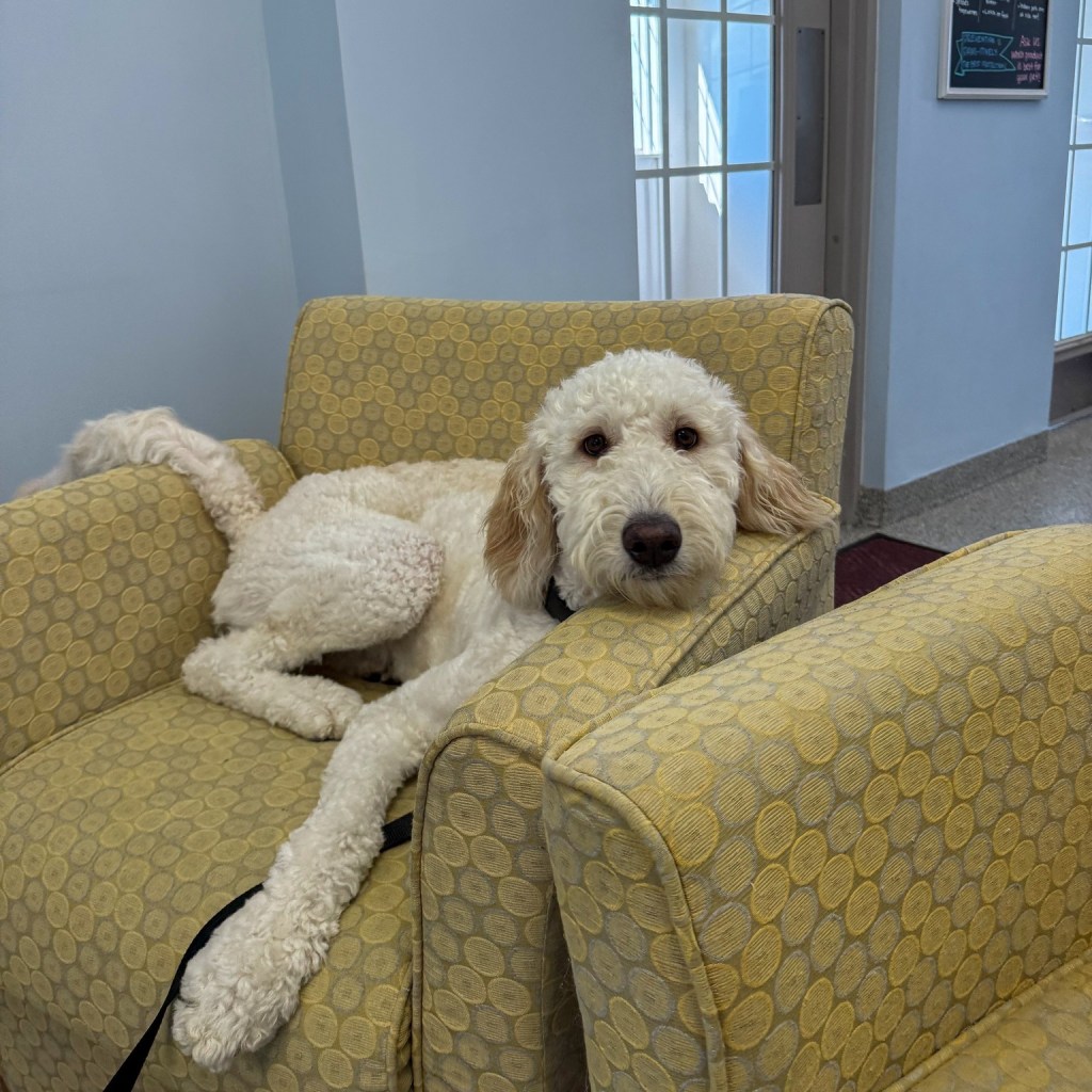Bradford Pet Hospital - Dog in the couch