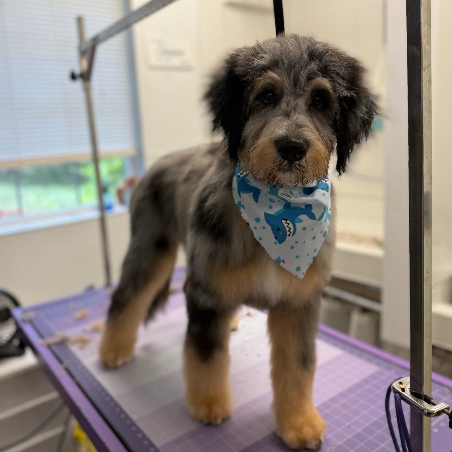 Bradford Pet Hospital - Pet Dog image with scarf