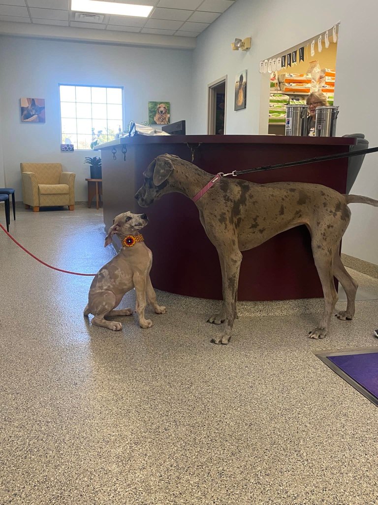 Bradford Pet Hospital - 2 dogs