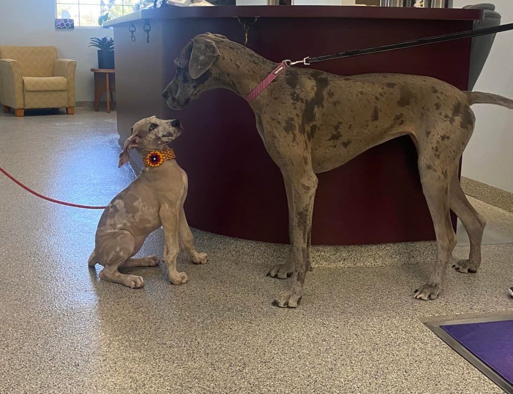 Bradford Pet Hospital - 2 dogs