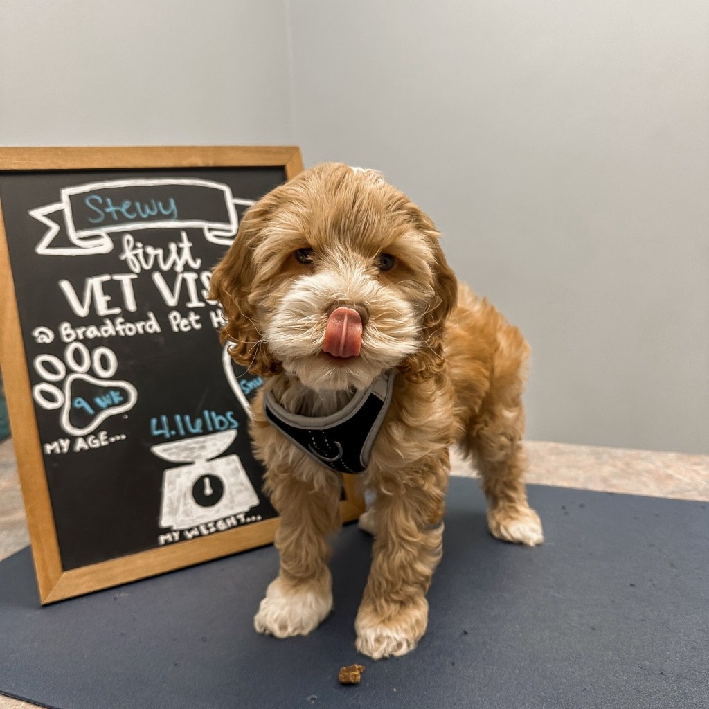 Bradford Pet Hospital - Dog 2