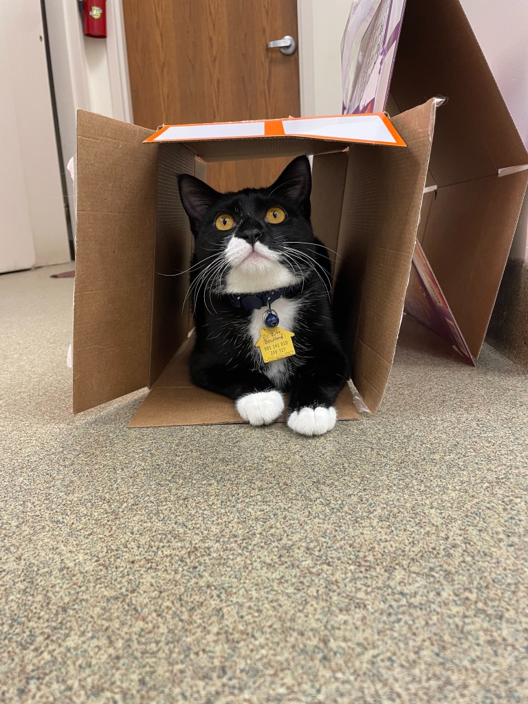 Dr. Ziti Bradfor