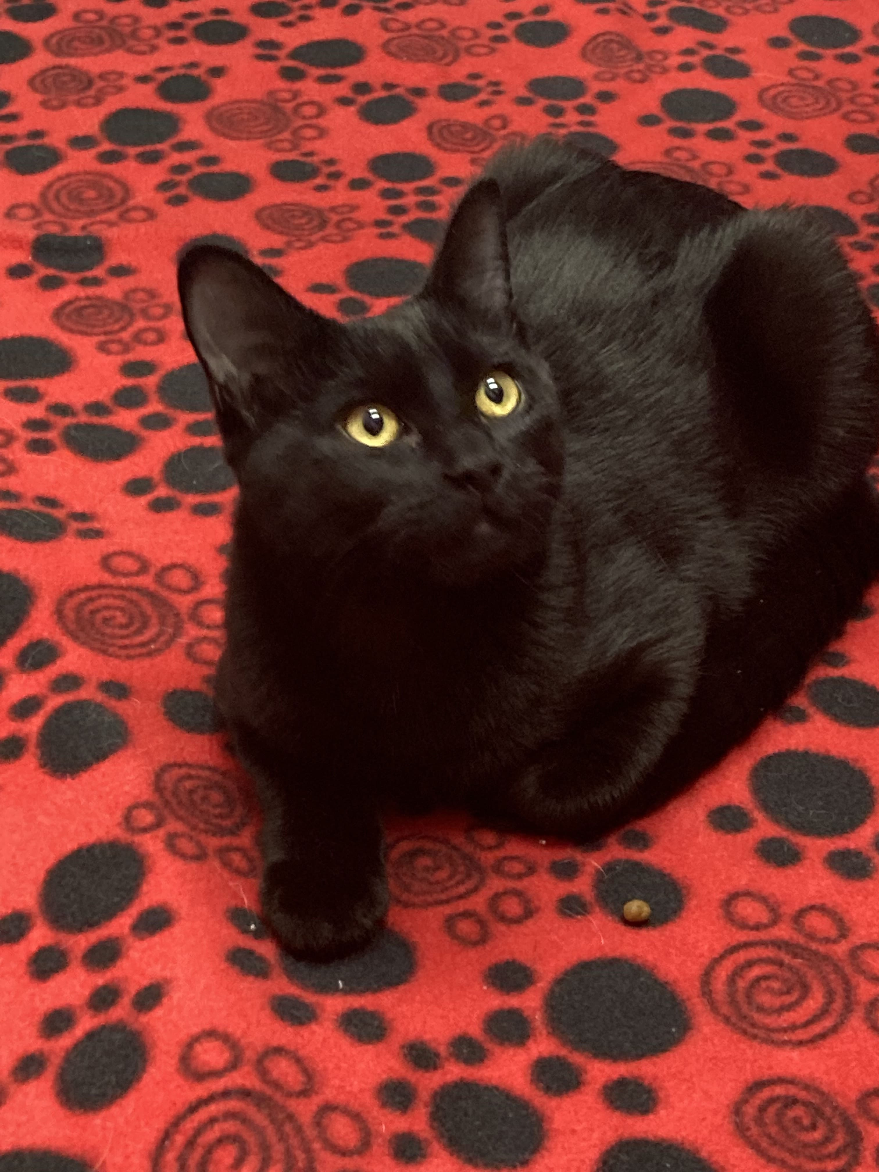Black cat resting on a paw-print blanket after cat-friendly grooming at Bradford Pet Hospital