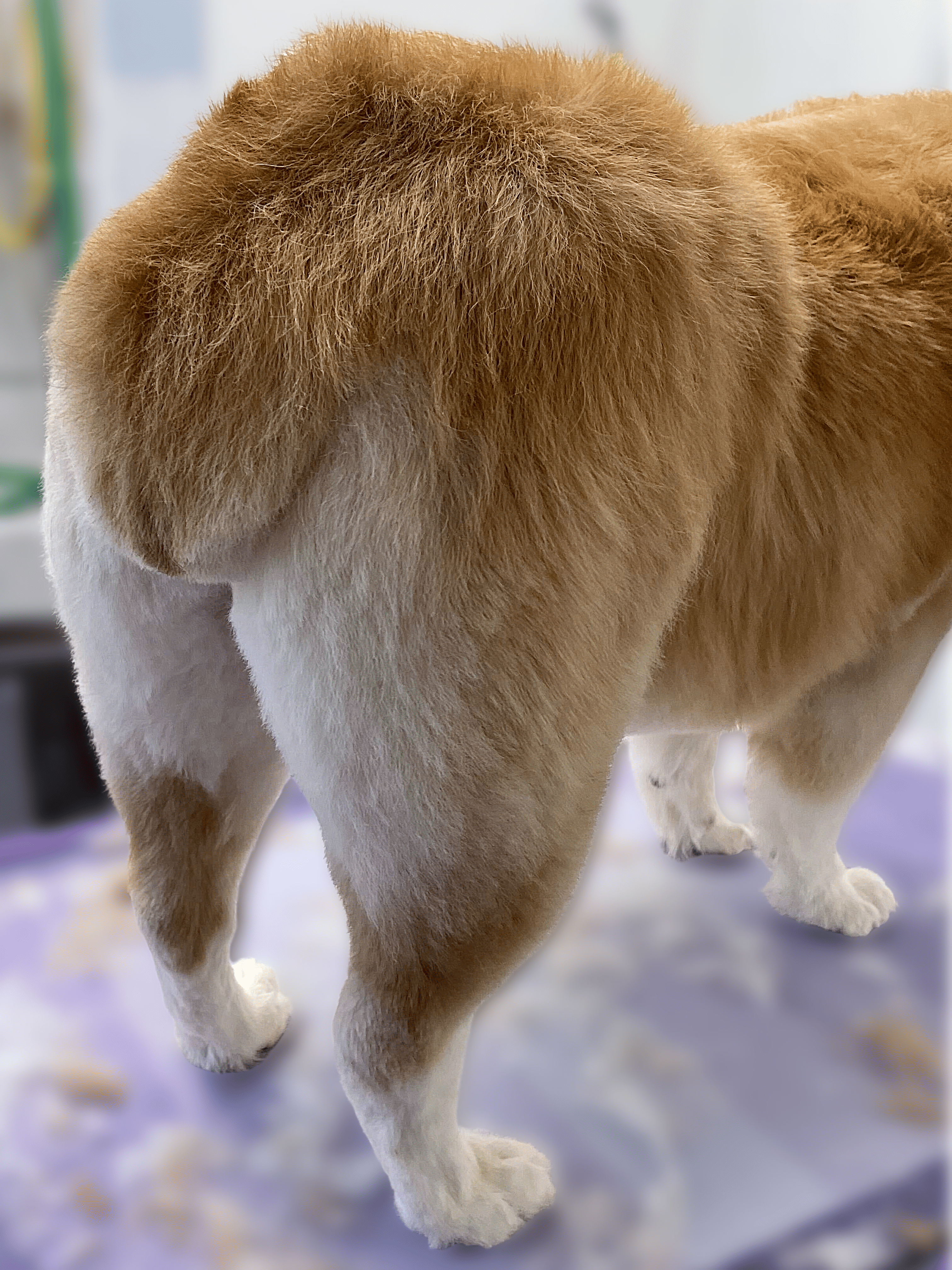 Freshly groomed orange and white dog showing a clean trimmed coat at Bradford Pet Hospital