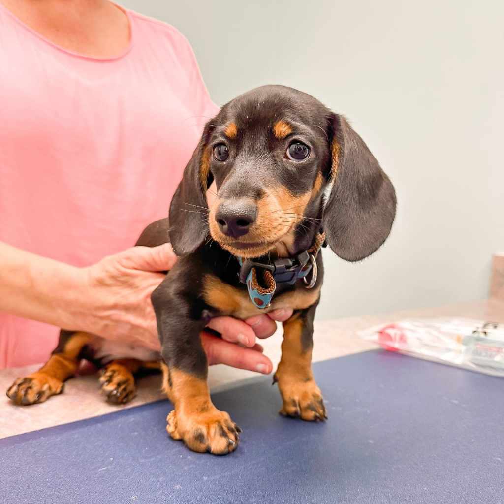 Black and tan Dachshund puppy on an exam table being held by a staff member at Bradford Pet Hospital