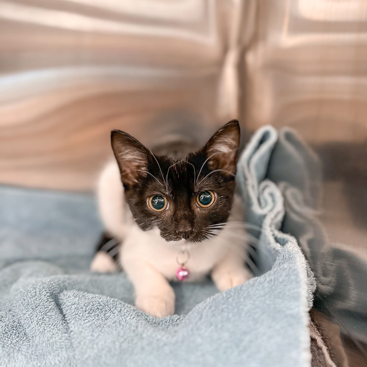 Black and white tuxedo kitten resting on a blanket at Bradford Pet Hospital