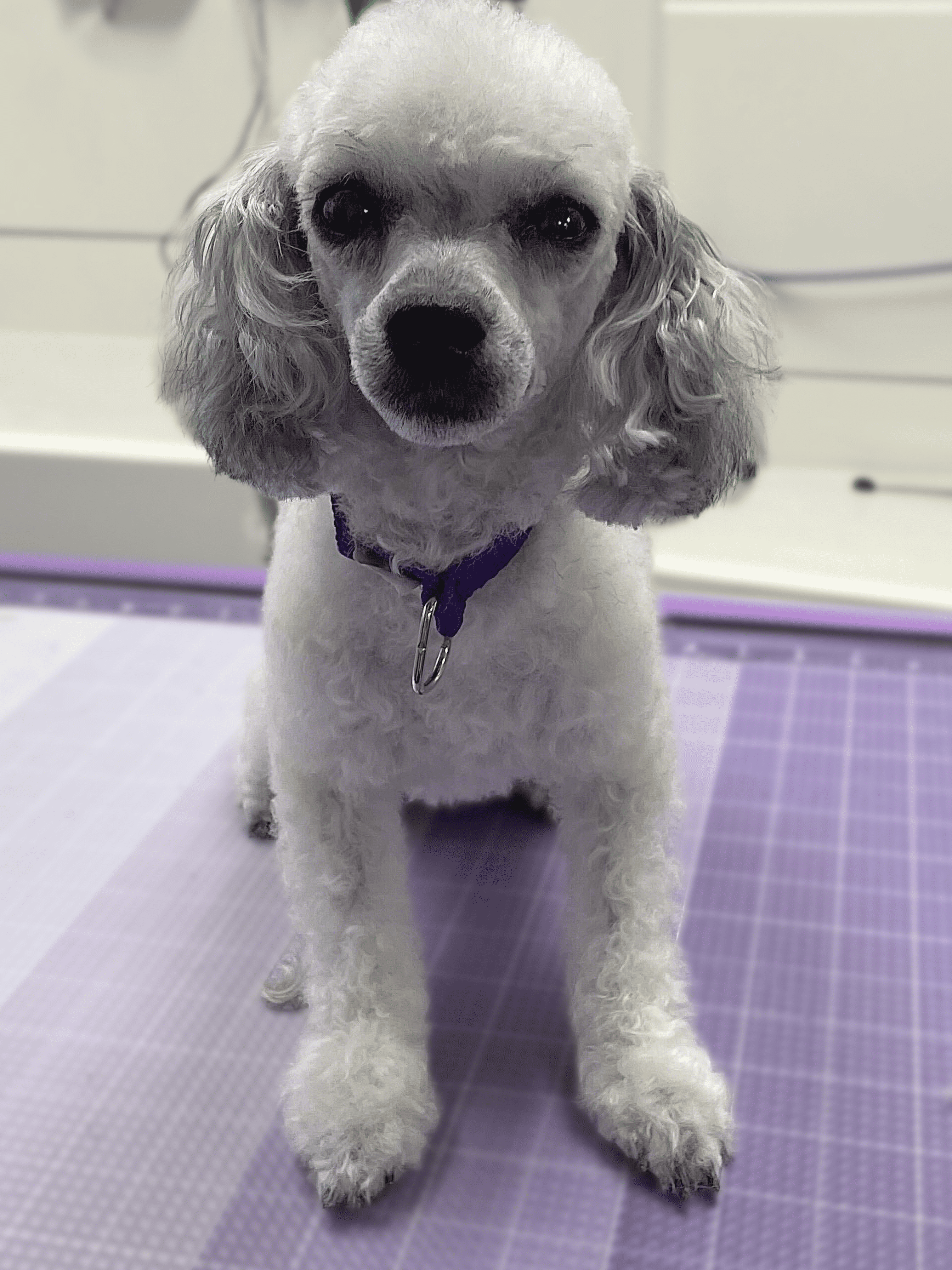Freshly groomed white Goldendoodle sitting on a grooming table at Bradford Pet Hospital