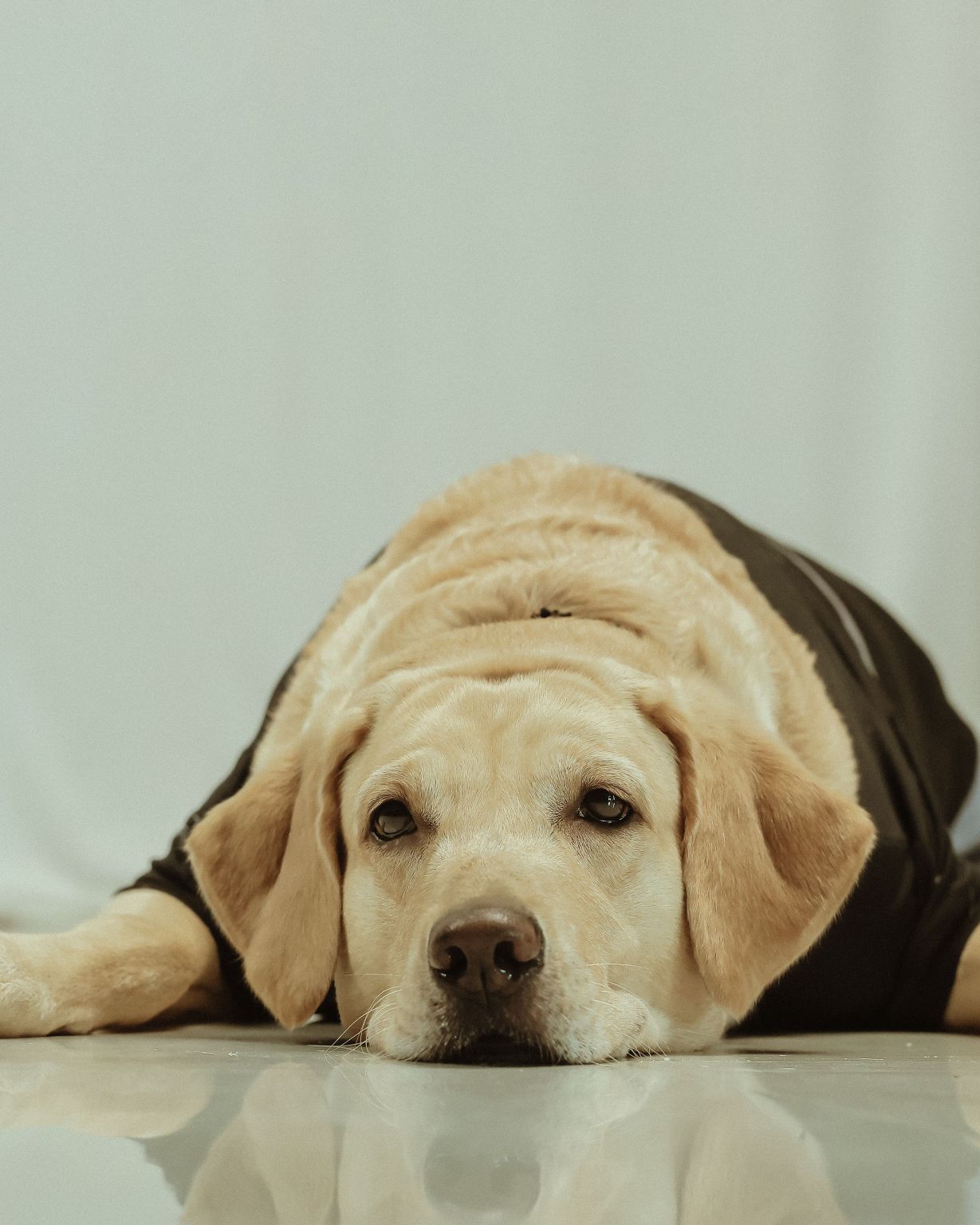 Yellow lab lying down with its head resting on the floor