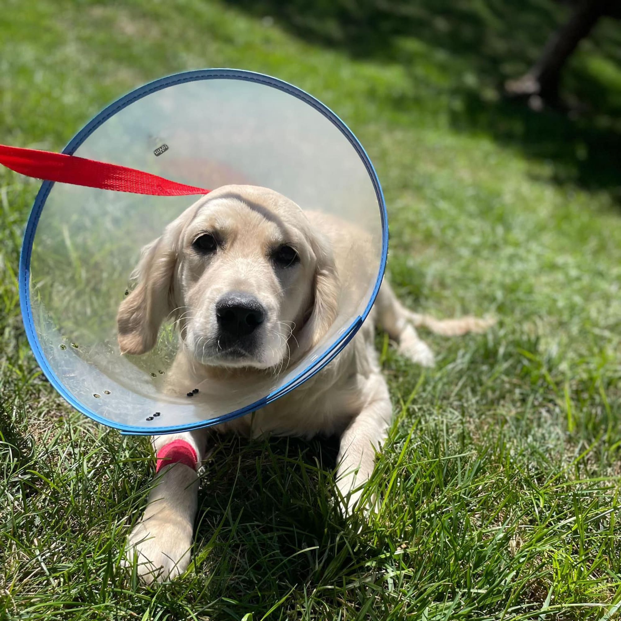Dog resting at home in a cone after soft tissue surgery