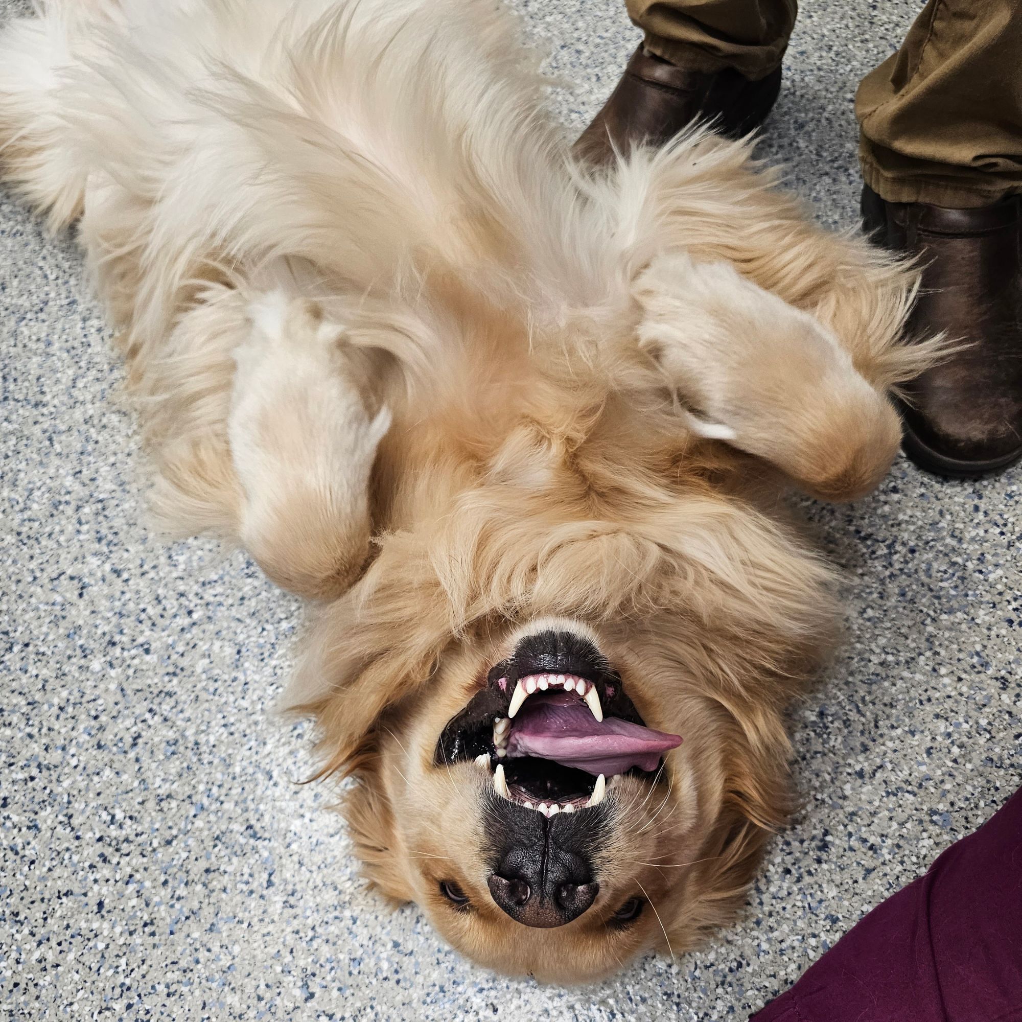 Veterinarian examining a dog's skin at Bradford Pet Hospital in Olathe