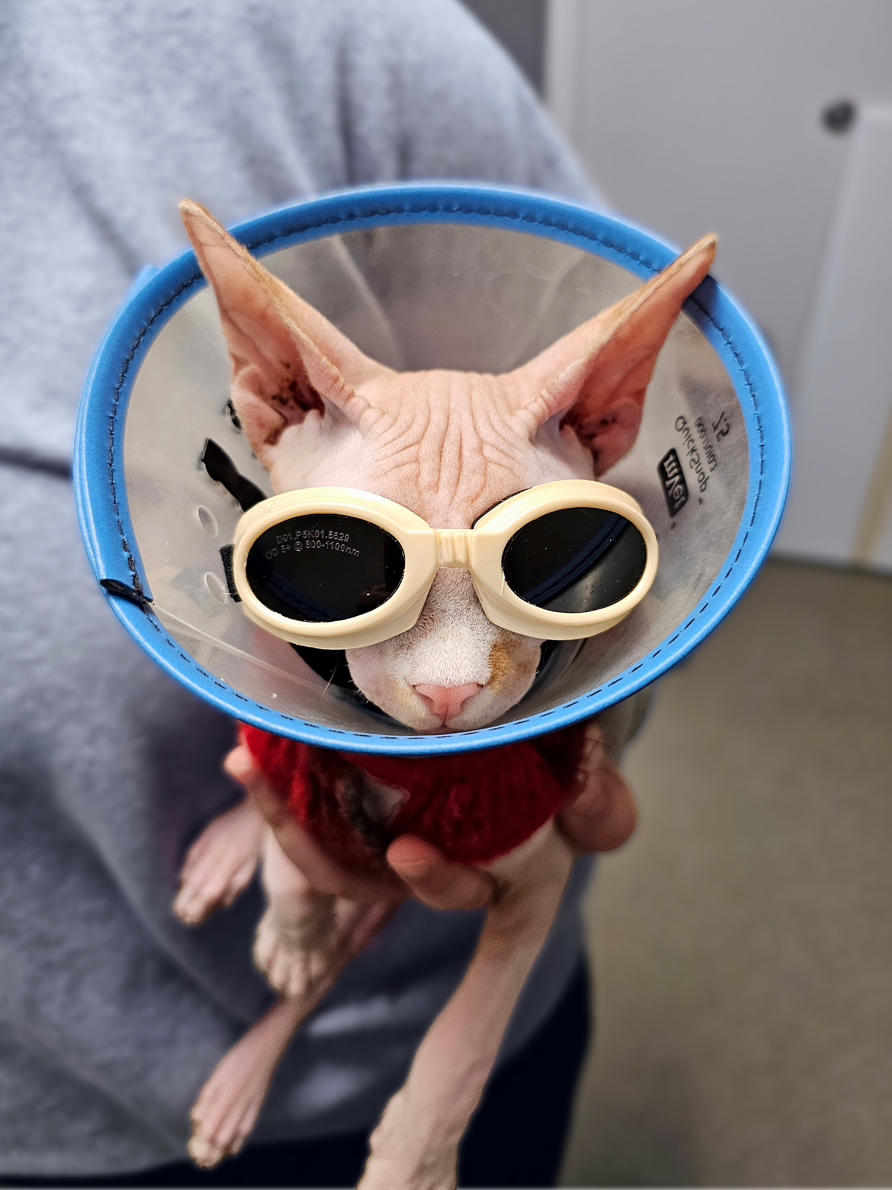 Sphynx cat receiving gentle care at Bradford Pet Hospital in Olathe